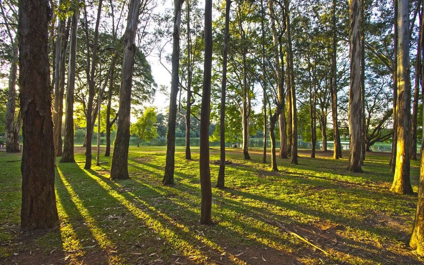 Passeios gratuitos em SP