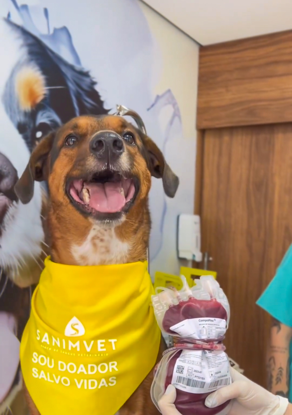 AmarVet's promove campanha "Patinha Vermelha" para doação de sangue de cães